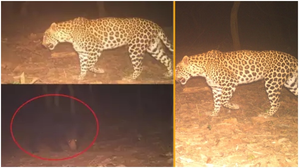 A leopard, a tiger and a bear were spotted on the Tirumala walkway
