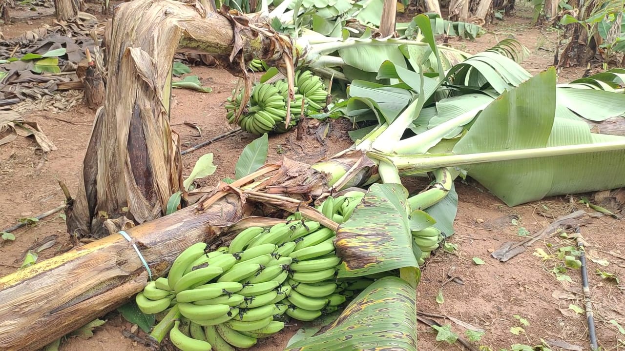 Cyclone destroys banana crop