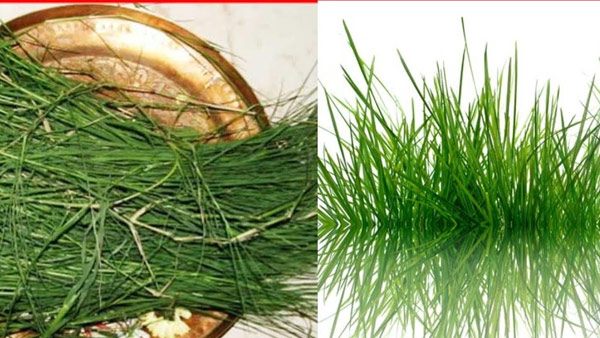 Astrology: These plants should be worshiped for the prevention of Navagraha dosha!!