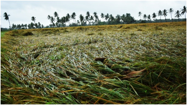 Cyclone Michaung Impact on Telangana.. Huge crop damage in many district!!