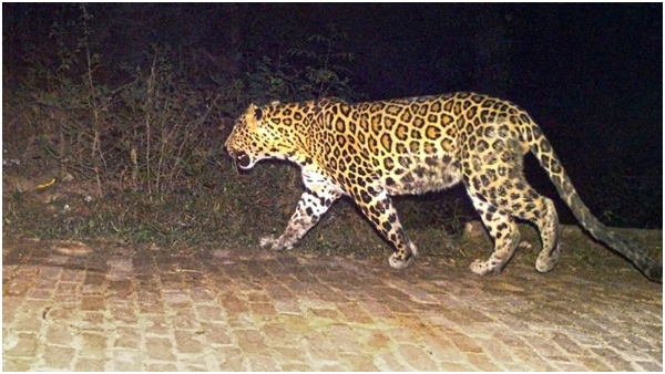 Devotees are worried because of cheetah roaming in Srisailam Devotees are worried because of cheetah roaming in Srisailam