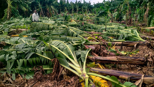 Central team visit to AP today and tomorrow to estimate michaung cyclone effect!!
