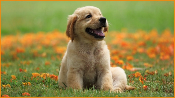  Inhumane...He trampled the puppy and killed him.