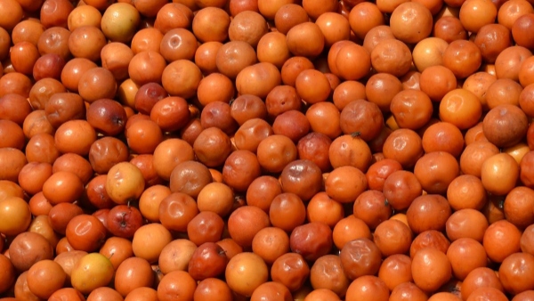 plums healt benefits and uses