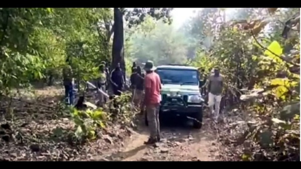 Two Tigers fight in Komaram bheem asifabad district; one tiger killed Two Tigers fight in Komaram bheem asifabad district; one tiger killed