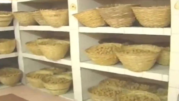 Ayodhya Ram Mandir: Laddus being prepared in Tirupati to send pranpratishtha ceremony