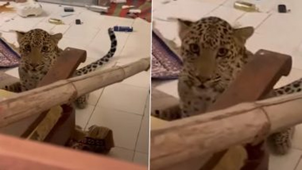 A cheetah entered the hotel room in Jaipur