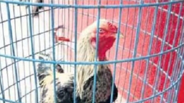 TSRTC to auction a Rooster on Jan 12 at Karimnagar depot