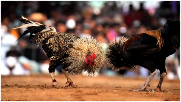 Punjab police providing security to the hen in 24 hours shifts