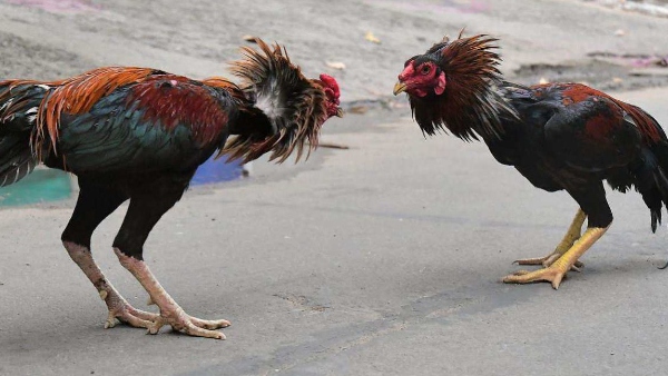 hundred crores bettings in twodays in ap on cockfights!!