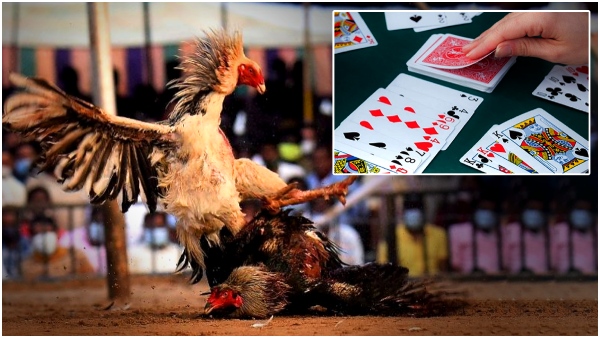 Strict action will be taken if anybody play cockfights and poker on Sankranti festival: AP Police Warning!!