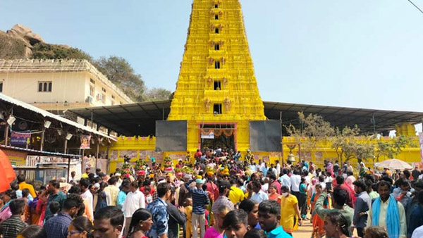 The devotees rush continues at the Komuravelli Mallanna temple The devotees rush continues at the Komuravelli Mallanna temple
