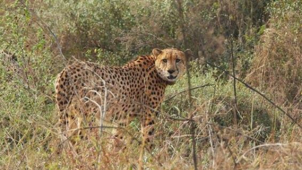  Namibian Cheetah Shaurya Dies In Kuno National Park, 10th Death