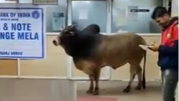 The bank staff and customers were worried after seeing the bull that entered the bank