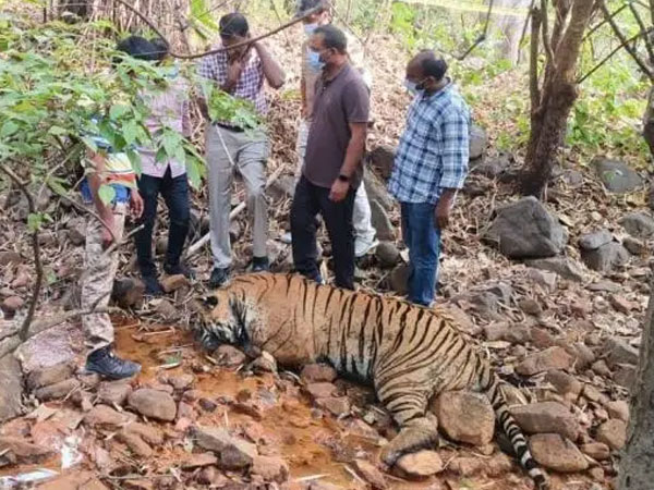 The herdsmen who poisoned the tigers... One of the accused is a minor...