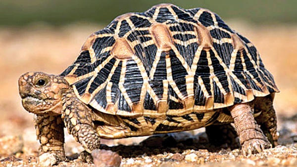 Ayodhya Ram mandir consecration: Know the history of Dwapara yuga Ramateertha temple of AP