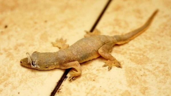 what happens when a lizard falls on your body?