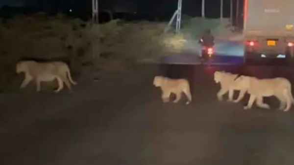 Lioness and Her Cubs Casually Cross Busy Pipavav Port Highway In Amreli District, Gujarat Lioness and Her Cubs Casually Cross Busy Pipavav Port Highway In Amreli District, Gujarat