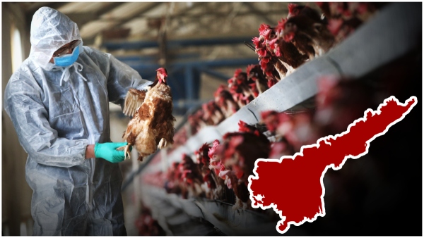 ap government clarified on Birdflu spread, says situation under control..