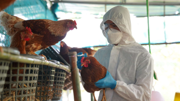 AP people afraid to eat chicken; 721 Rapid Response Teams to control Bird Flu!!
