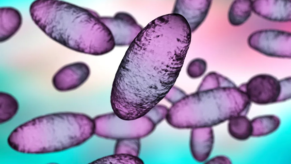 US reported its first human case of bubonic plague US reported its first human case of bubonic plague