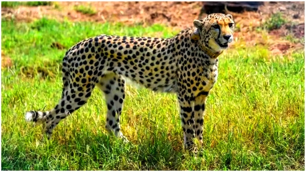 Movement of cheetah tiger in Karimnagar is causing a stir