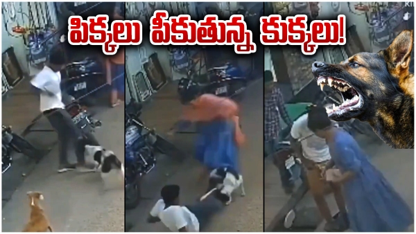 Stray dog attacks on the rise in Hyderabad