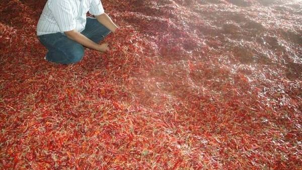 A quintal of chillies fetches Rs.40,000 in Warangal Enumamula market