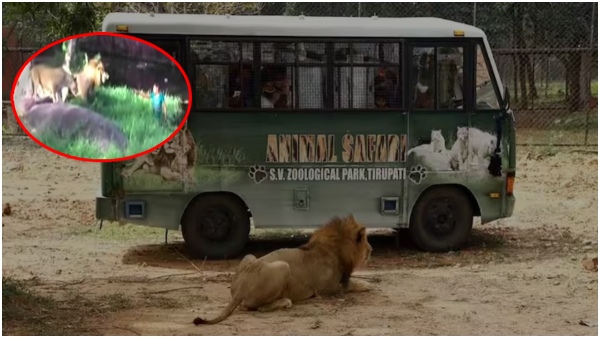 Lion kills a man in Tirupati Zoo park