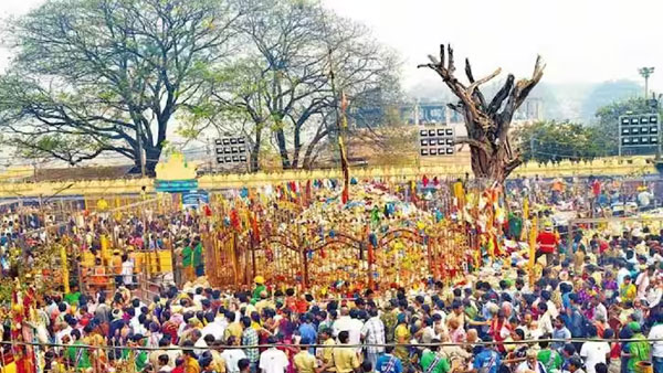 Medaram Mahajatara 2024: Today is main event Manda Melige panduga!!