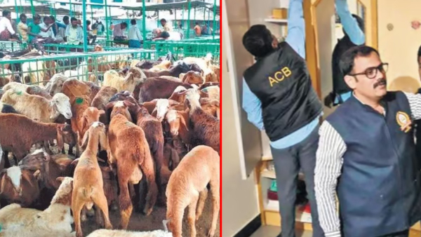 acb arrested four people in the sheep distribution scam case