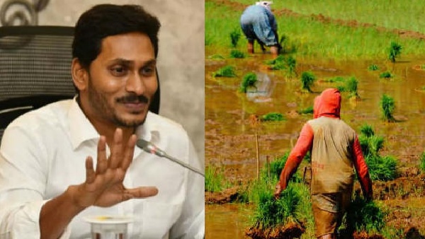 CM Jagan good news for farmers.. Those funds will be deposited in the farmers accounts today CM Jagan good news for farmers.. Those funds will be deposited in the farmers accounts today