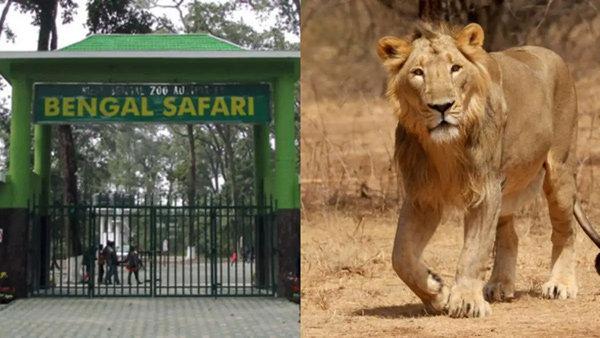 vhp challenge siliguri zoos decision on naming lioness as sita and lion as akbar