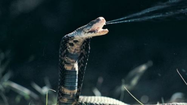 A new synthetic human antibody deveopled to poisoness snakes venom by Bangalore scientists!!