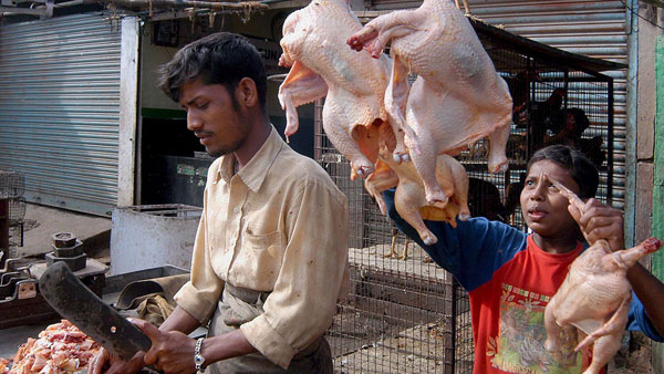 The prices of chicken which have been reduced for a week have come down drastically