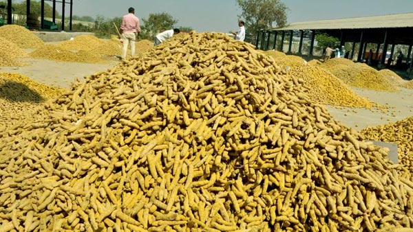 The price of turmeric in MetPally market is more than Rs 15 thousand per quintal