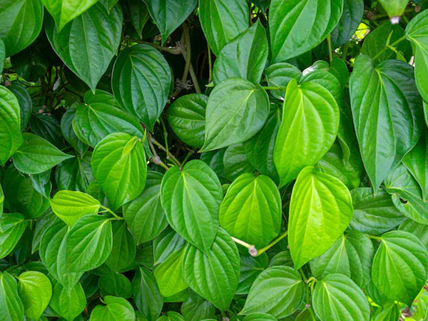 health tips These health problems sufferers should not eat betel leaves at all