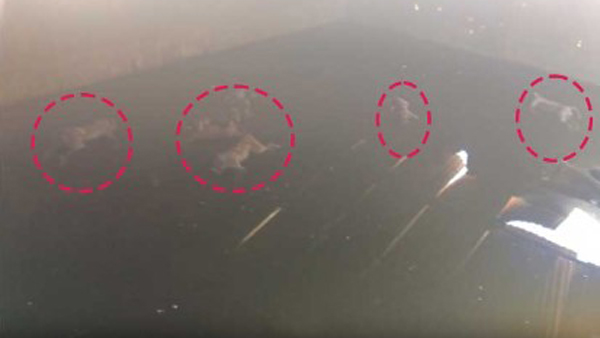 thirty to forty monkeys died in a water tank in nagarjuna sagar nalgonda district