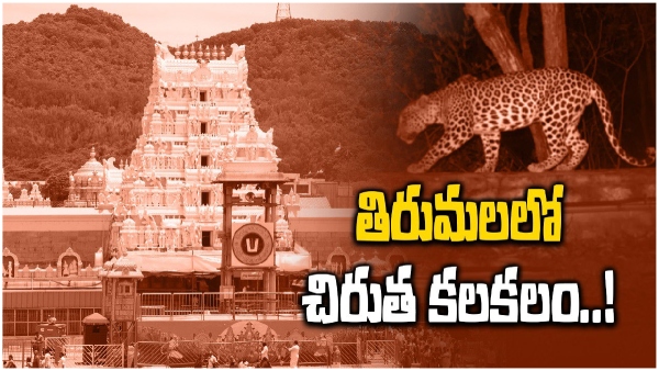 Leopards were once again seen in Tirumala