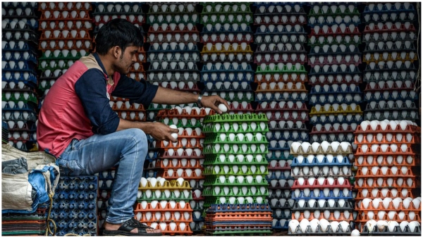 The prices of chicken eggs are increasing gradually