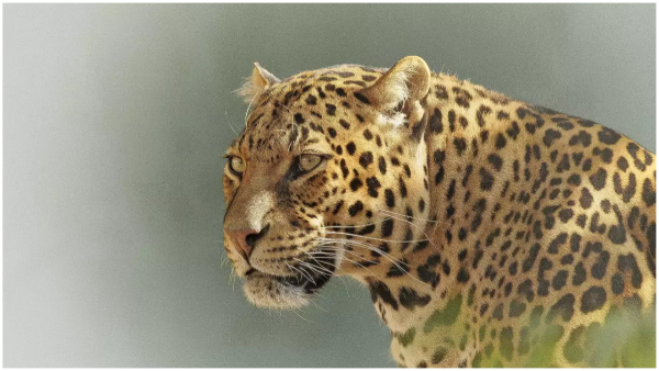 The forest department officials said that the leopard is still in the Shamshabad airport