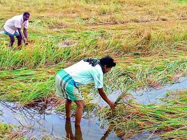 Farmers suffered heavy losses due to rains