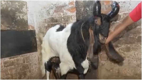Bakrid 2024 A goat seller selling goats priced between Rs 50000 to Rs 7 5 lakhs
