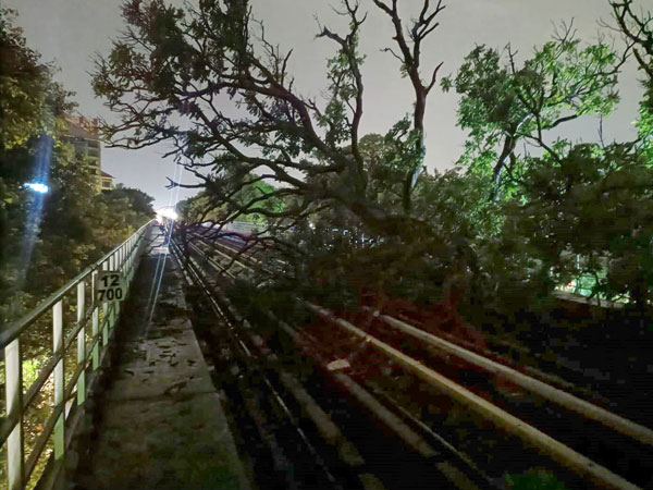 Bengaluru Rains Metro rail services have been disrupted due to a tree falling on the track