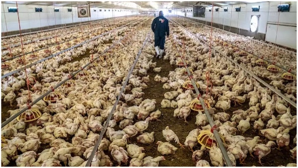 WHO has announced that a case of bird flu has been registered in India