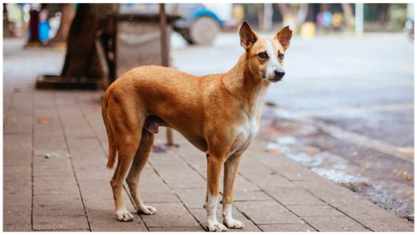 A video of stray dogs attacking a woman in Chitrapuri Colony in Hyderabad is going viral on social media A video of stray dogs attacking a woman in Chitrapuri Colony in Hyderabad is going viral on social media