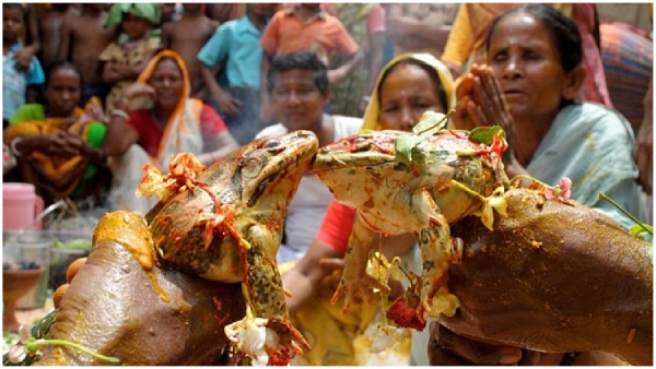 Farmers pray for rains and doing frogs wedding