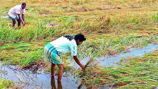 Many farmers in the state are yet to receive the crop damage compensation money