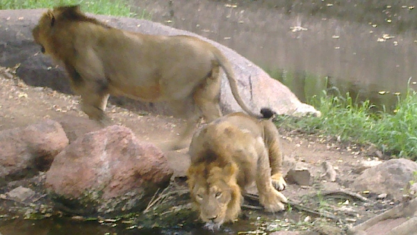 Hyderabad Forest Authorities Speak Out on Nehru Zoo Park Relocation Speculations