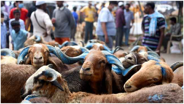 Huge sheep and goats were brought to Hyderabad for Bakrid